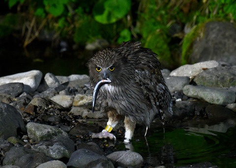 シマフクロウ♀1439