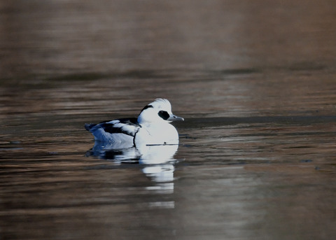 ミコアイサ♂8335