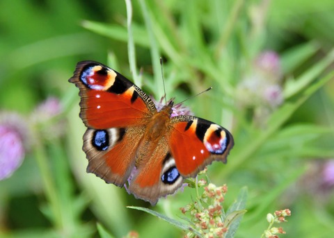 クジャクチョウ5529
