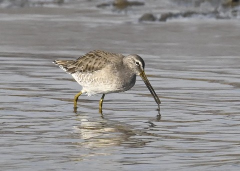 オオハシシギ3655