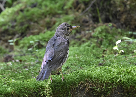 クロツグミ♂幼鳥5439