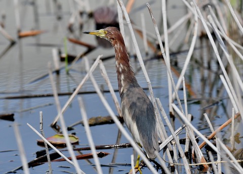 アカガシラサギ0967