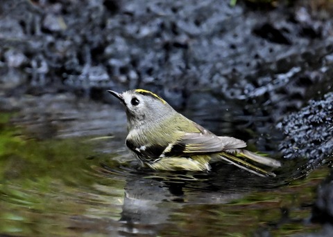 キクイタダキ♀0236