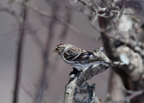 ベニヒワ♀3872