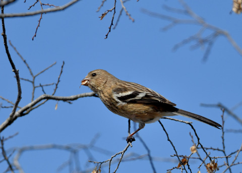 ベニマシコ♀3658