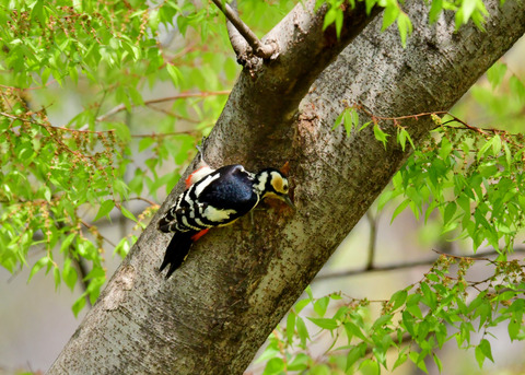 アカゲラ♀5753
