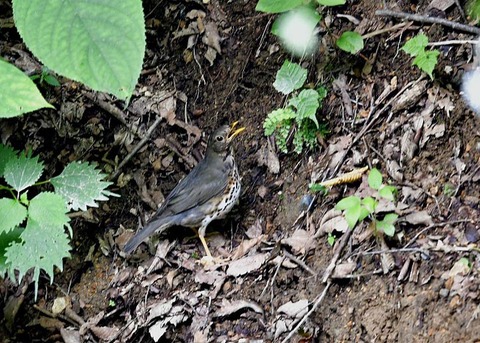 クロツグミ♀0375