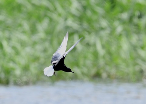 ハジロクロハラアジサシ8347