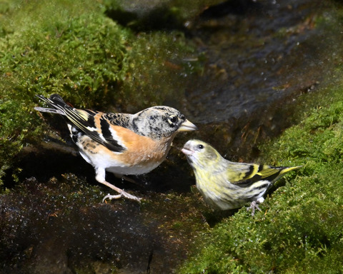 アトリ♀3171