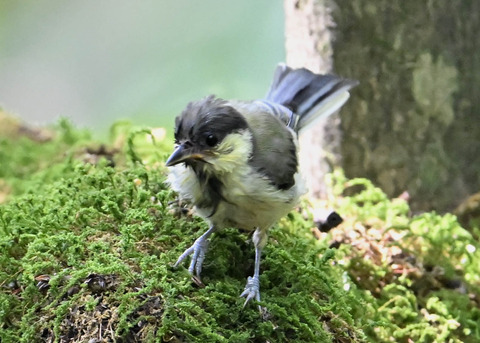 シジュウカラ幼鳥6686