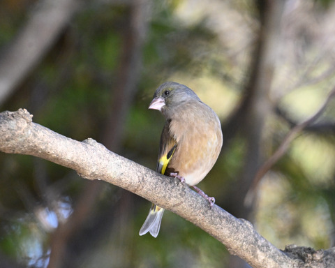 オオカワラヒワ7617