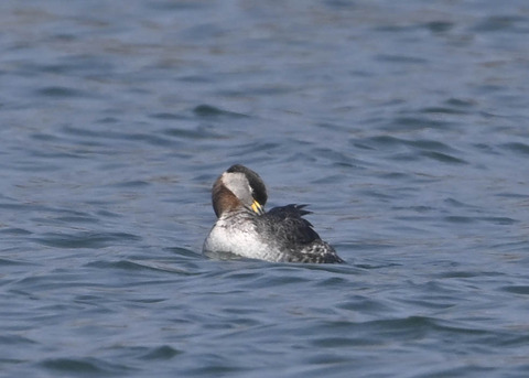 アカエリカイツブリ8154