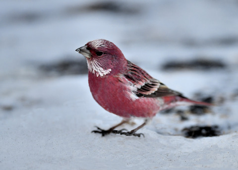 オオマシコ♂3338