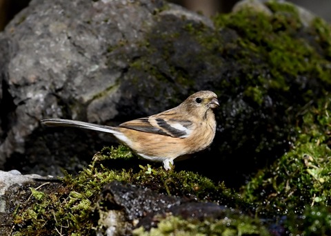 ベニマシコ♀8221