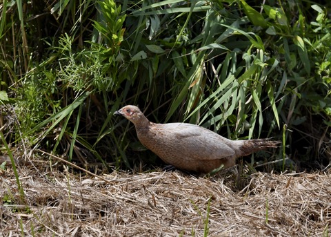 キジの♀4074○
