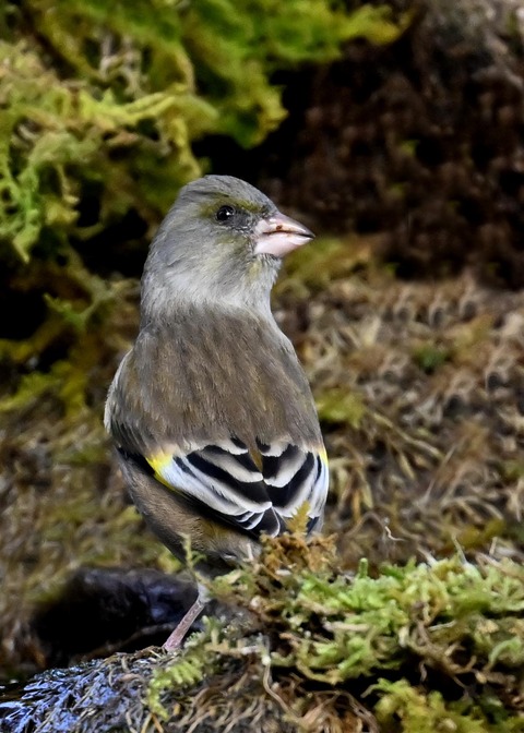 オオカワラヒワ7148