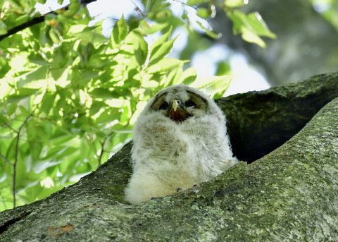 フクロウのヒナ②6255