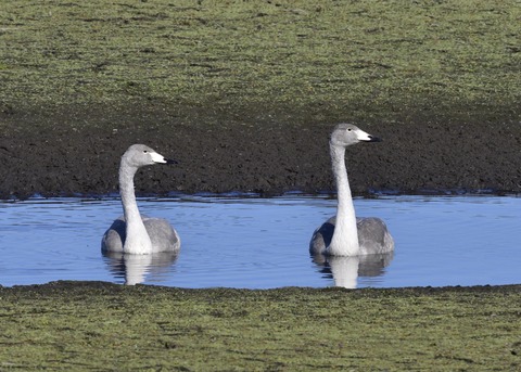 オオハクチョウ幼鳥7818