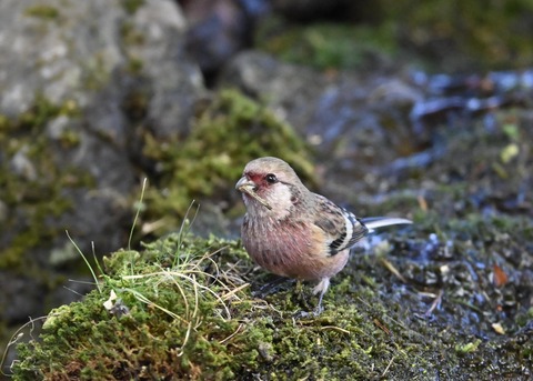 ベニマシコ♂5545