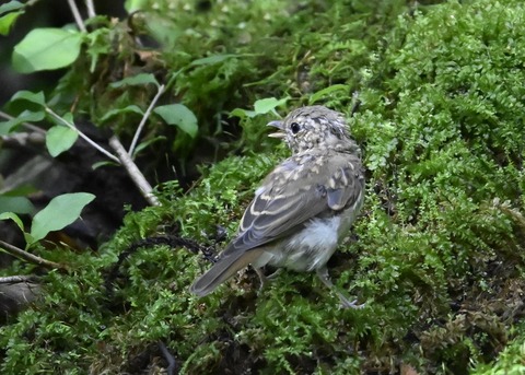 キビタキ幼鳥1689