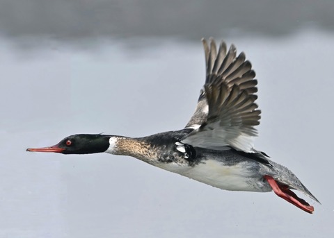 ウミアイサ♂6678