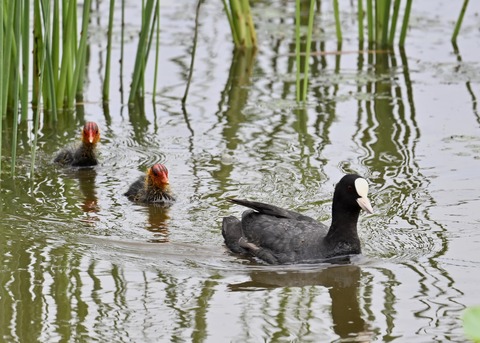 オオバン親子7178