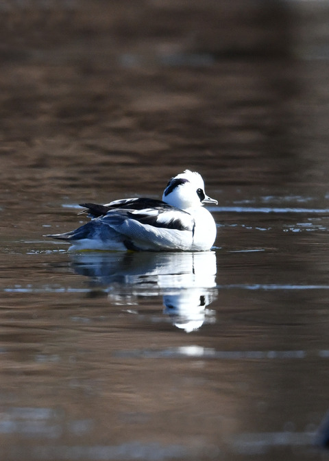 ミコアイサ♂8197