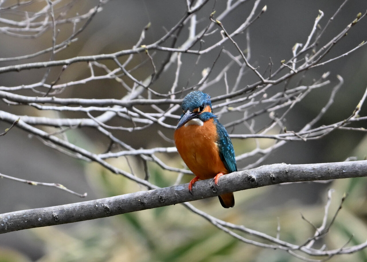 カワセミ : 野口洪志の野鳥日記