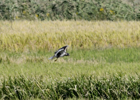 大陸型チュウヒ♂5943