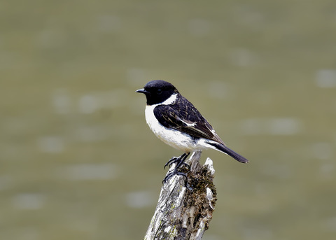 ノビタキ♂8194