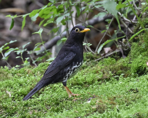 クロツグミ♂5756