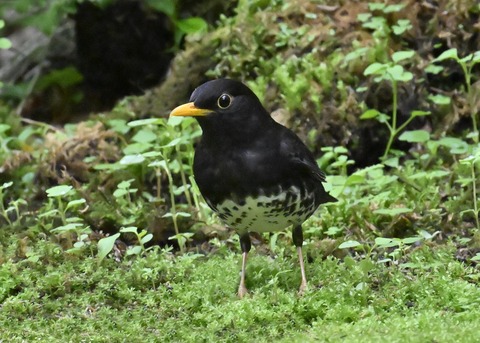 クロツグミ♂2726