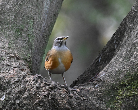 マミチャジナイ4418