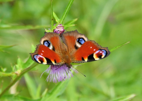 クジャクチョウ5390