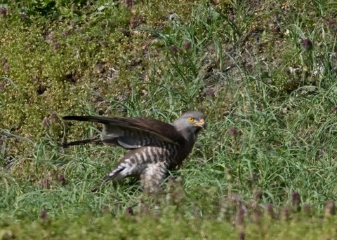 サシバ♀9742