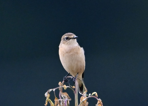 ノビタキ1984