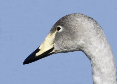 オオハクチョウ幼鳥3000