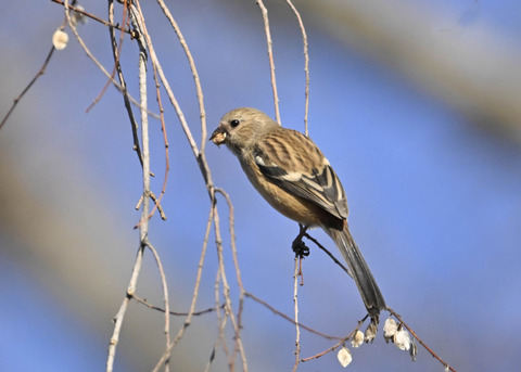 ベニマシコ♀5537