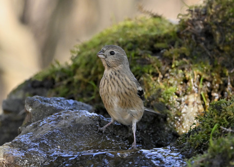 ベニマシコ♀6722
