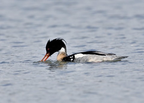 ウミアイサ♂6577