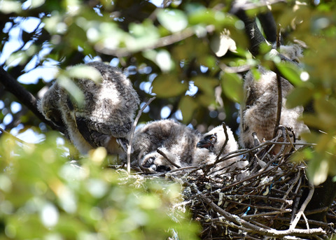 トラフズクのヒナ①～⑤5842