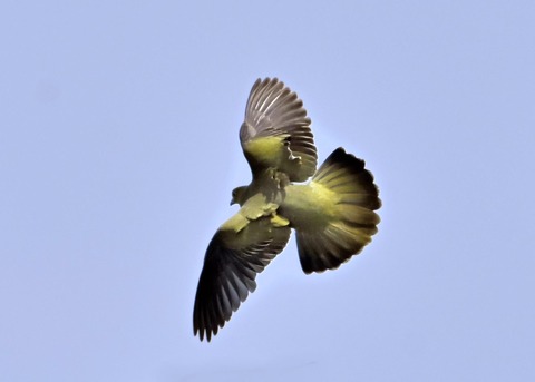 飛ぶ・アオバト♀4110