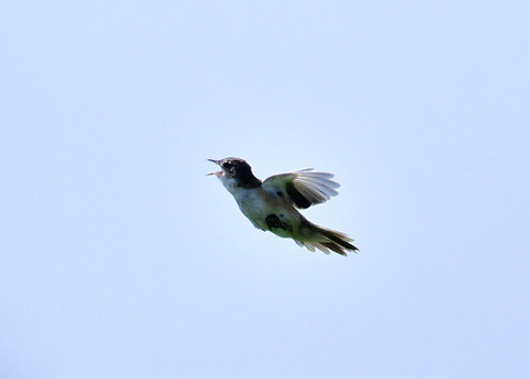 オオセッカ9640