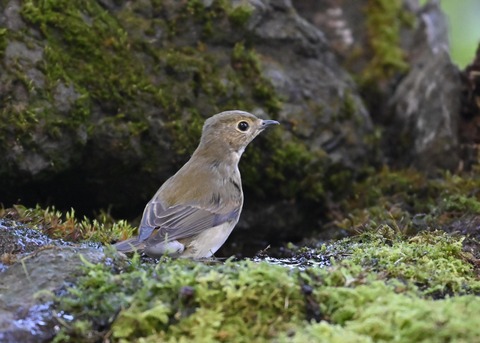 キビタキ♀5927