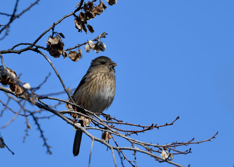 ベニマシコ♀1037