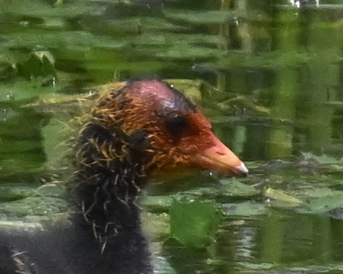 オオバンのひな6001
