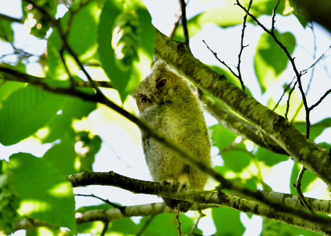 オオコノハズクのヒナ①3081