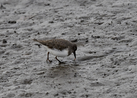 オジロトウネン3661