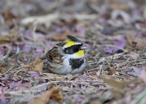 ヤマホオジロ♂5406