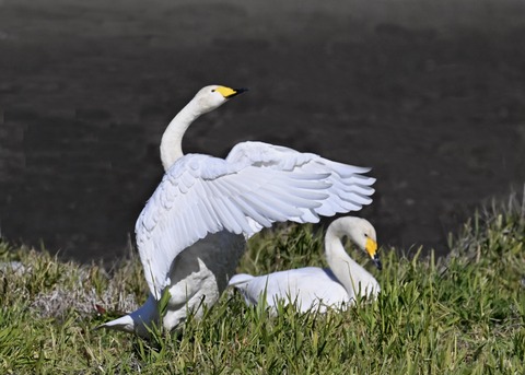 オオハクチョウ5299